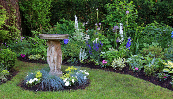 bird bath perennial