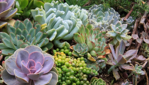 succulents